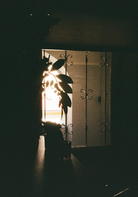 white roses with blur