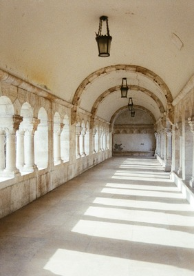 white roses in portrait