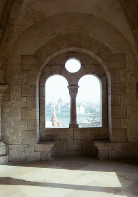 white roses in portrait