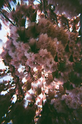 white roses in portrait