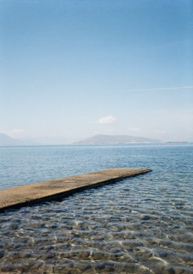 black and white picture of petals with raindrops