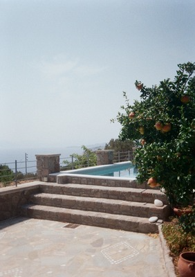 Salzburg daisies with raindrops