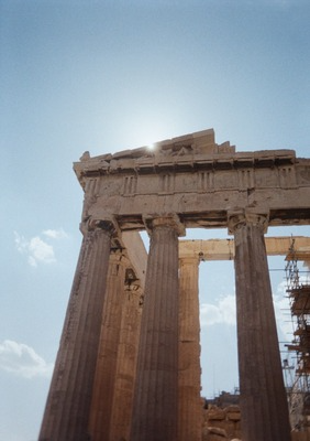 a white daffodil with stems