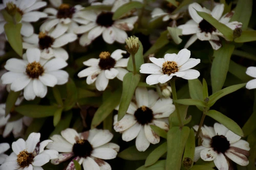 group of white daisies