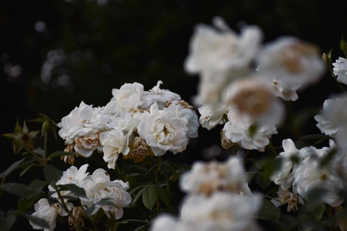 white roses with blur