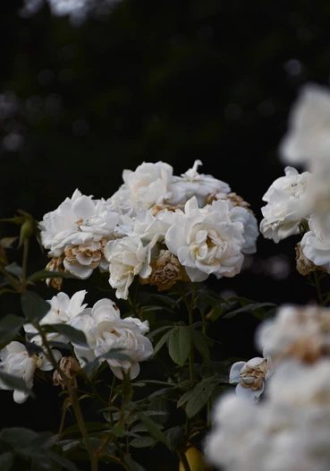 white roses in portrait