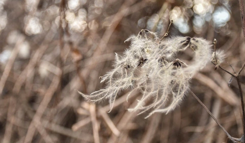 a bunch of fluffy flowers