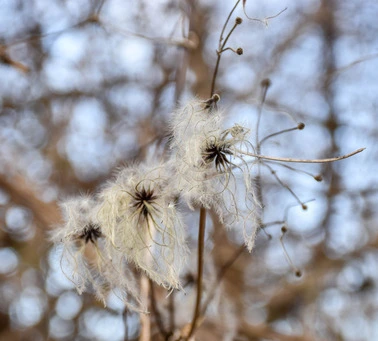 three fluffy flowers