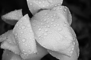 black and white picture of petals with raindrops