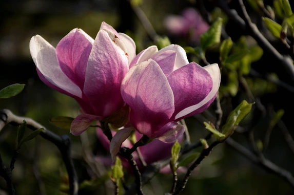two pink magnolias