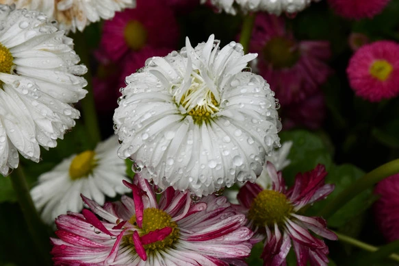 Salzburg daisies with raindrops