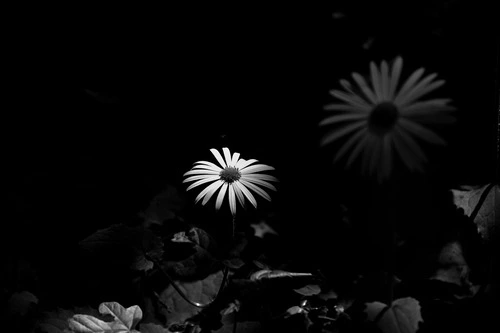 spotlight black and white photo of a daisy