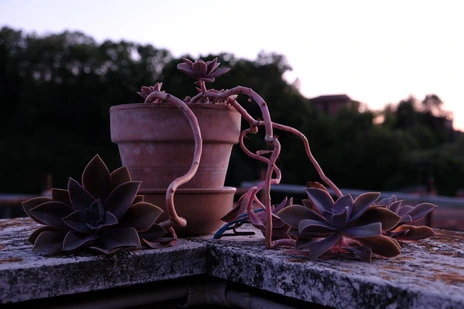 Succulent plant on balcony