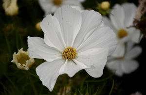 white flower