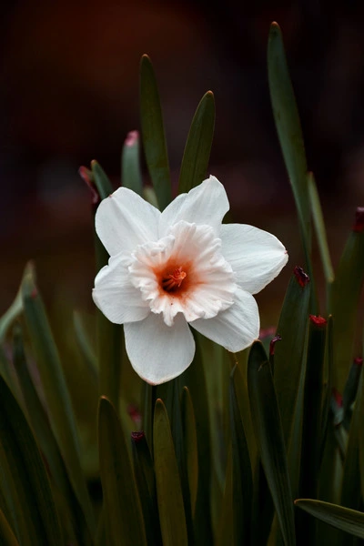 white daffodil in portrait